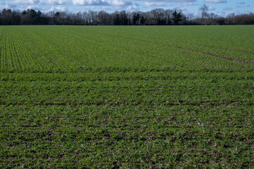 Fototapeta na wymiar Rows of young shoots of Barley in a farmers field