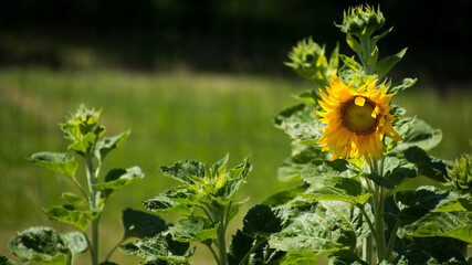 Żółty kwiat słonecznika w ogrodzie - obrazy, fototapety, plakaty