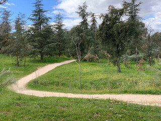 Dirt road entering among the pines