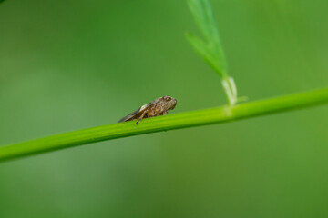 Meadow Spittlebug on Leaf in Summer