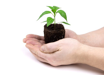 Hands holding young sprout of seedlings whith soil isolated. Seedlings of pepper in hands. New Life. Gardening.
