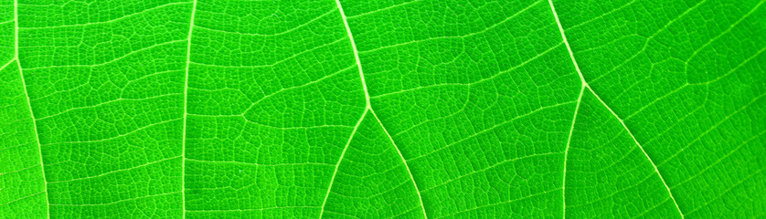 surface of the leaf has a natural pattern.