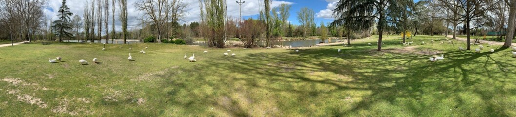 Fototapeta na wymiar Panoramic of a meadow full of geese 