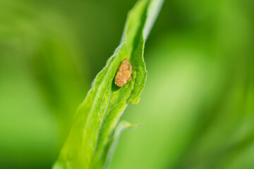 Meadow Spittlebug on Leaf in Summer