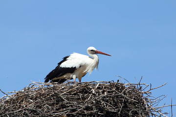 The white stork (Ciconia ciconia) is a large bird in the stork family Ciconiidae
