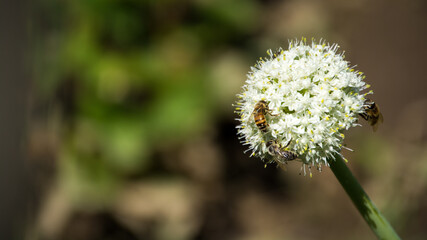 Pszczoły siedzące na kwitnącym czosnku. - obrazy, fototapety, plakaty