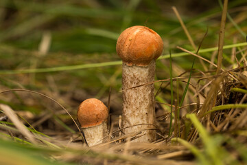Harvesting forest mushrooms from ecologically clean places