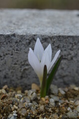 Spring blooming Colchicum hungaricum
