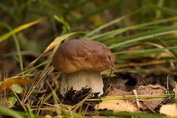 Harvesting forest mushrooms from ecologically clean places