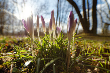 Krokusse im Gegenlicht, englischer Garten, M&uuml;nchen