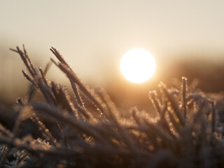 Gefrorenes Gras vor Sonnenaufgang auf der Wiese