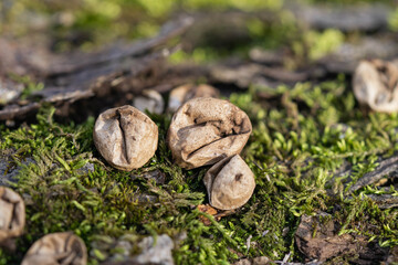 Pear Shaped Puffballs in Winter