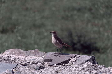 red winged blackbird