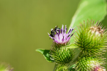 Small Carpenter Bee on Burdock Flowers