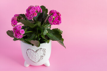 Pink flower in pot on pink background with copy space for text. Mothers day, love, care concept.