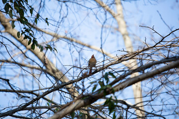 Female Cardinal on a Cold Day