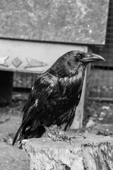 Fototapeta premium Beautiful black crows sit on a stump