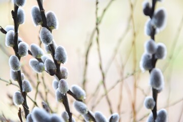 Catkins, fluffy willow for background with copy space, selective focus - obrazy, fototapety, plakaty