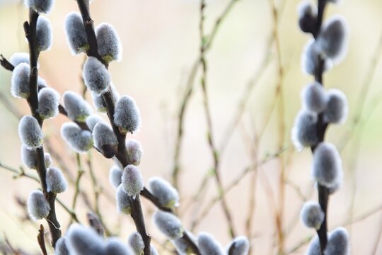 Catkins, fluffy willow for background with copy space, selective focus