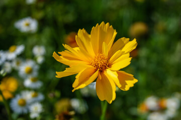 Summer blooming yellow flower