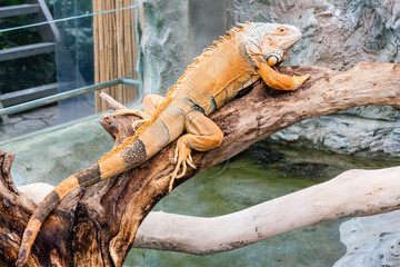 Iguana lizard sits on a branch