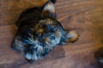 Toy yorkie