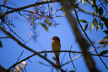 Female Cardinal