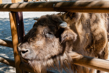 Buffalo head close-up © Minakryn Ruslan 