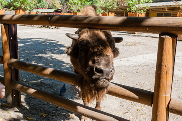 Buffalo head close-up © Minakryn Ruslan 