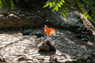 Red ibis basks in the sun