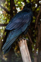 Big Black Raven sitting on a close-up branch