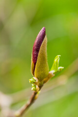 Macro Magnolia bud covered with drops