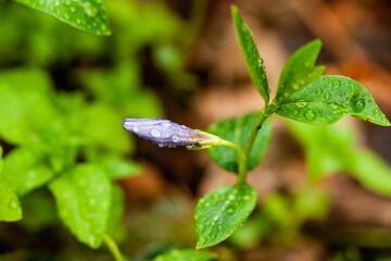Macro lilac small flowers on a green background