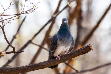 Pigeon sits on a branch
