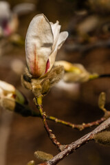 Beautiful branch of white magnolia