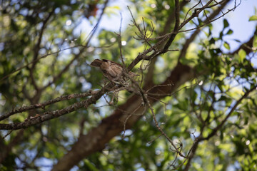 Brown Thrasher Bird