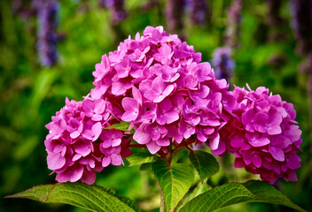 Bright pink hydrangeas close-up