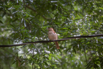 Brown Thrasher on an Electric Line