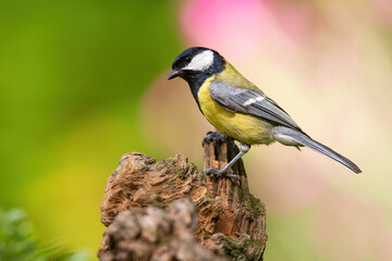 Obraz na płótnie Canvas Great tit sitting on wood in springtime nature with blooming flowers behind