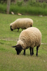 grazing sheep in a mountain landscape in autumn