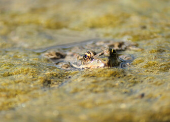 frog eyes peeking out of the water of a pond, Rana temporaria detail