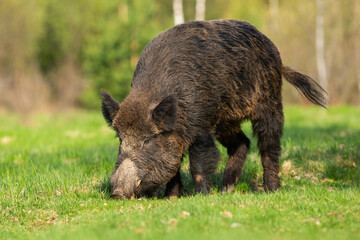 Naklejka na ściany i meble Hungry wild boar grazing on a green grass in spring at sunrise