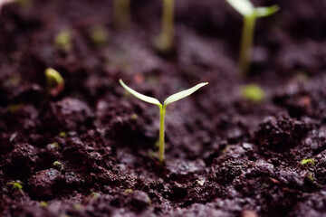 Young green sprouts of pepper in the ground.