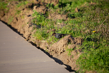 Brown-Headed Cowbird