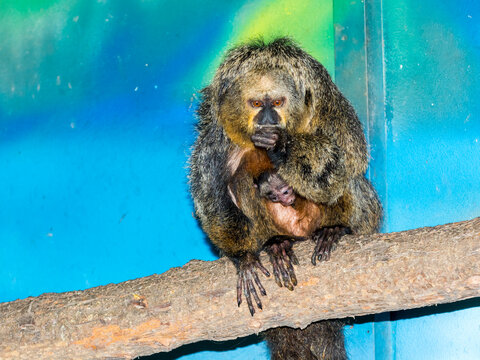 White-faced saki mother and her baby on tree branch