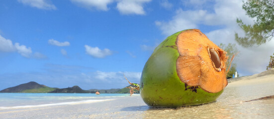 Vue d'une noix de coco fraîche sur une plage de sable fin. Antigua, plage de la vallée de...