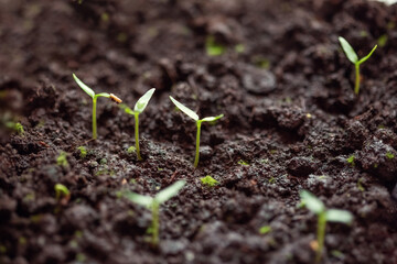 Young green sprouts of pepper in the ground.