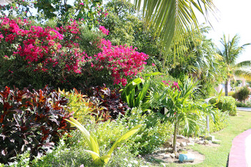 Cuba Cayo Santa Maria island Bougainvillea and Palma