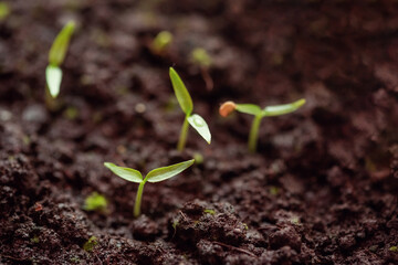 Young green sprouts of pepper in the ground.