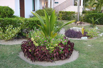 Cuba Cayo Santa Maria Island tropical flower beds